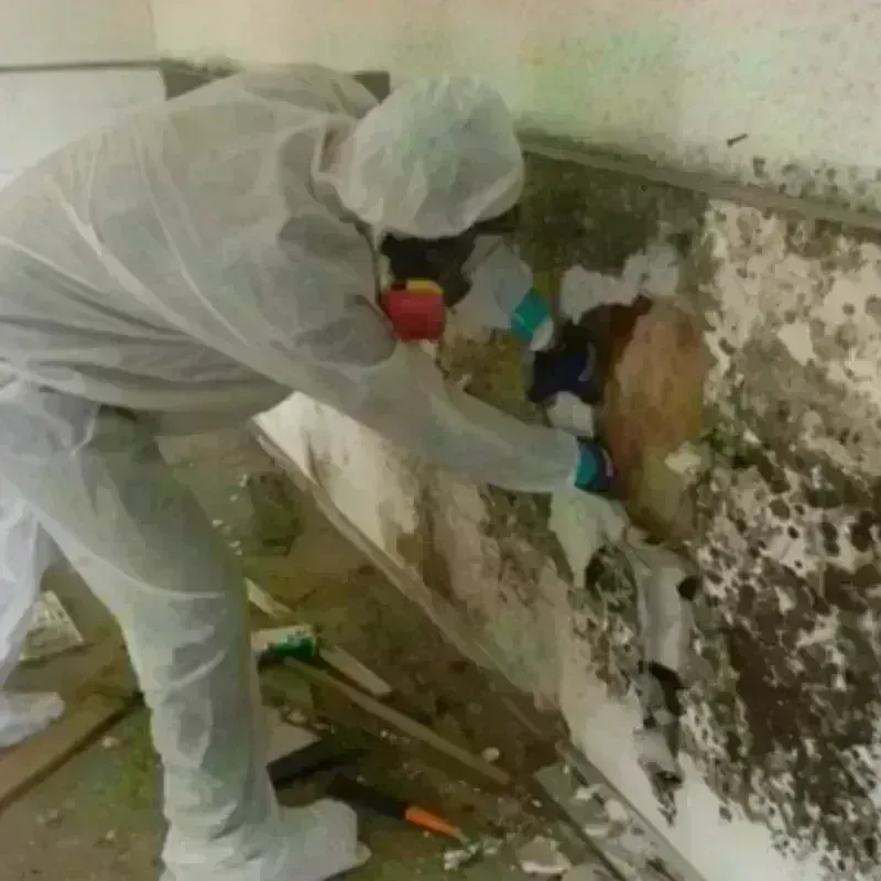 Mold Remediation and Removal in Whitwell, TN